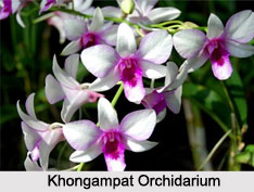 Central Khongampat Orchidarium, Imphal, Manipur