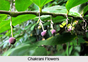 Chakrani, Indian Medicinal Plant