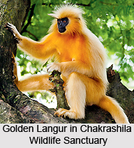 Chakrashila Wildlife Sanctuary, Assam