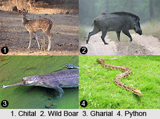 Chandraprabha Sanctuary, Uttar Pradesh