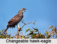 Changeable Hawk-Eagle, Indian Bird