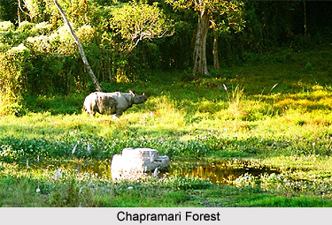 Chapramari Forest, West Bengal
