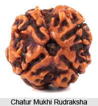 Chatur Mukhi Rudraksha