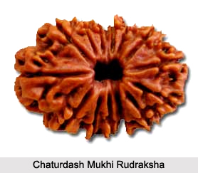 Chaturdash Mukhi Rudraksha