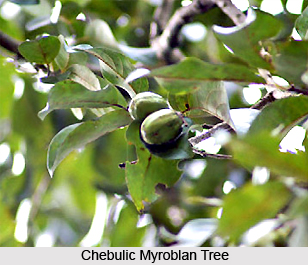 Chebulic Myroblan, Indian Plant