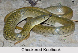 Checkered Keelback, Indian Reptile