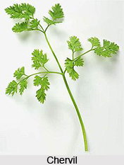 Chervil