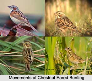 Chestnut-Eared Bunting, Indian Bird