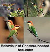 Chestnut-Headed Bee-Eater, Indian Bird