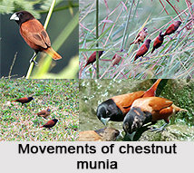 Chestnut Munia, Indian Bird