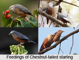 Chestnut-Tailed Starling, Indian Bird