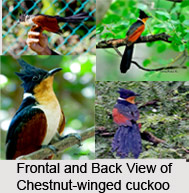 Chestnut-Winged Cuckoo, Indian Bird
