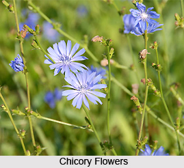 Chicory, Indian Herb