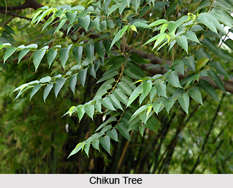 Chikun, Indian Medicinal Plant