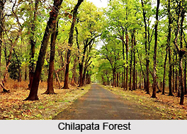 Chilapata Forest, Jalpaiguri District, West Bengal