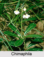 Chimaphila