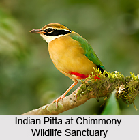 Chimmony Wildlife Sanctuary, Kerala