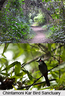 Chintamani Kar Bird Sanctuary, West Bengal