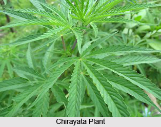 Chirayata, Indian Herb