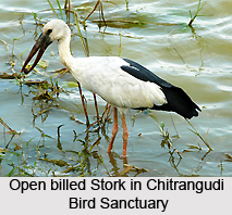Chitrangudi Bird Sanctuary, Tamil Nadu