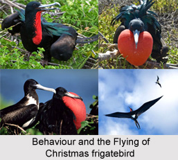 Christmas Frigatebird, Indian Bird