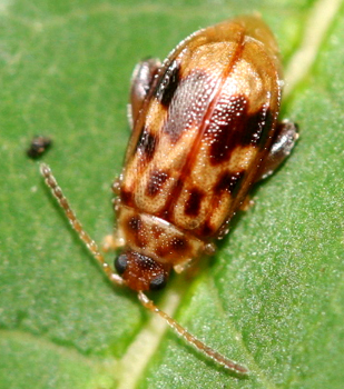 Chrysomelidae