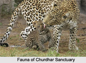 Churdhar Sanctuary, Himachal Pradesh