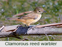 Clamorous Reed Warbler, Indian Bird