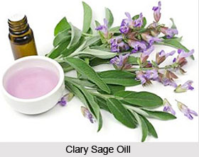 Clary Sage Oil