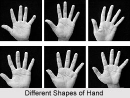 Classification of Hand Shapes , Indian Palmistry