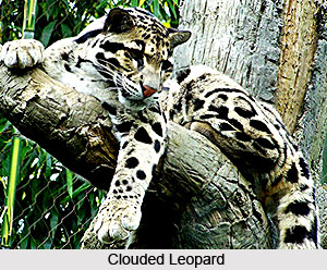 Clouded Leopard, Indian Animal