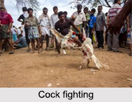 Cock Fighting in India, Traditional Sports
