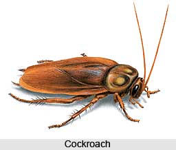 Cockroach, Insect