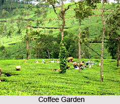 Coorg , Karnataka