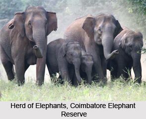 Coimbatore Elephant Reserve, Tamil Nadu