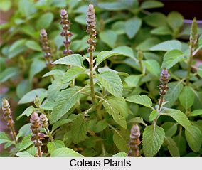 Coleus , Indian Herb