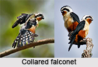 Collared Falconet, Indian Bird