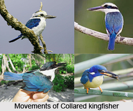 Collared Kingfisher, Indian Bird