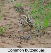 Common Buttonquail, Indian Bird