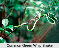 Common Green Whip Snake