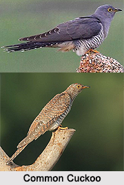 Common Cuckoo, Indian Bird