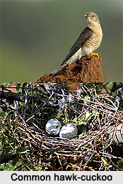 Common Hawk-Cuckoo, Indian Bird