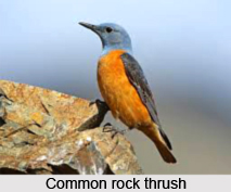 Common Rock Thrush, Indian Bird