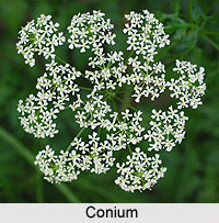 Conium