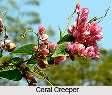 Coral Creeper  , Indian Shrub