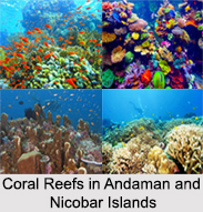 Coral Reefs in Andaman and Nicobar Islands