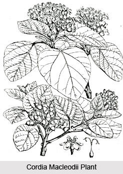 Cordia macleodii, Indian Medicinal Plant
