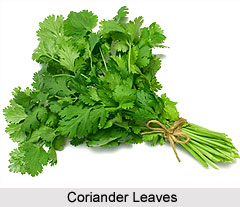 Coriander leaves