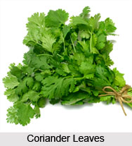 Coriander Oil