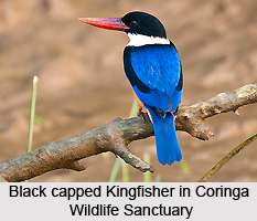 Coringa Wild Life Sanctuary, Andhra Pradesh